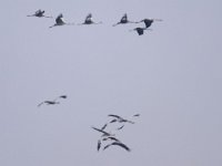 Kranich (Grus grus)  09